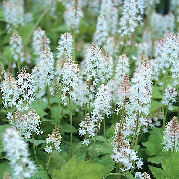 Tiarella cordifolia 'Wherryi'