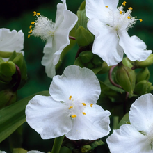 Load image into Gallery viewer, Tradescantia &#39;Innocence&#39;
