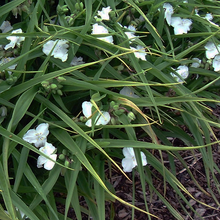 Load image into Gallery viewer, Tradescantia &#39;Innocence&#39;
