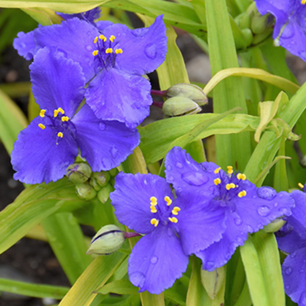 Tradescantia 'Sweet Kate'