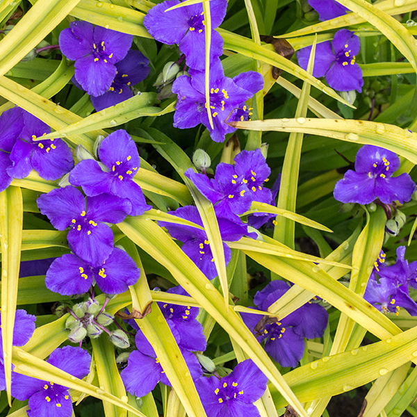 Tradescantia 'Sweet Kate'