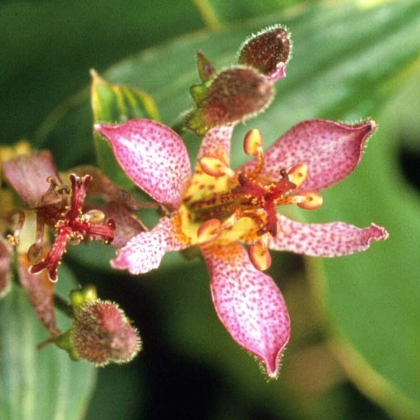 Tricyrtis formosa 'Samurai'