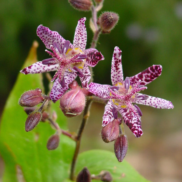 Tricyrtis formosana 'Sinonome'