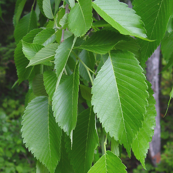 Ulmus Americana