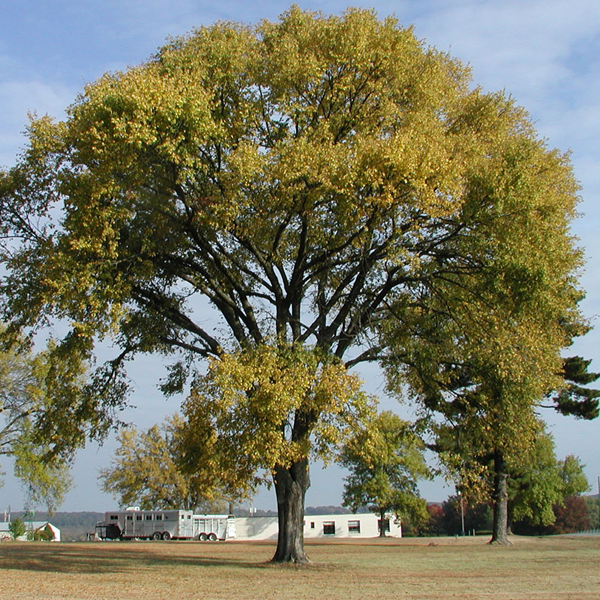 Ulmus Americana
