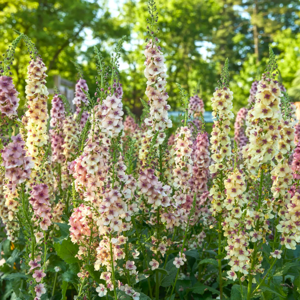 Verbascum 'Southern Charm'