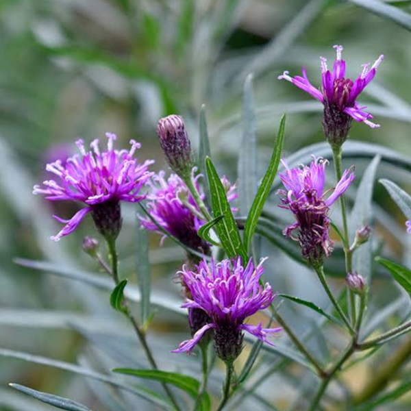 Vernonia 'Southern Cross'