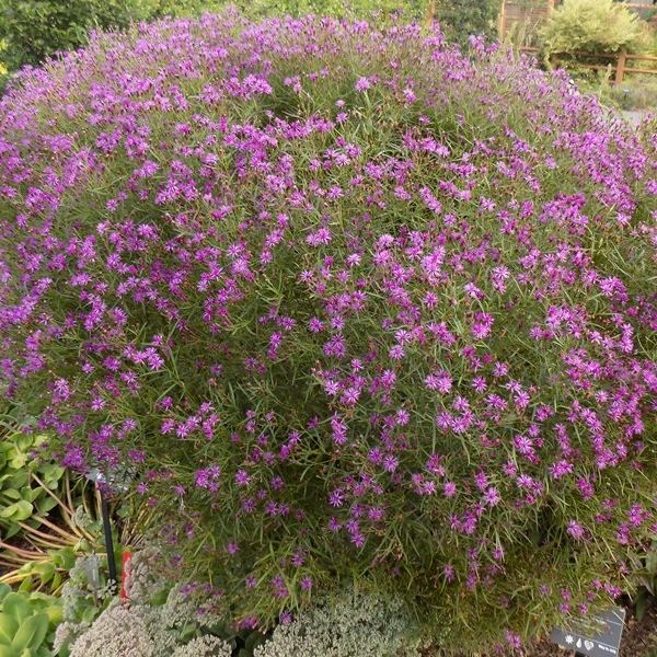 Vernonia 'Southern Cross'