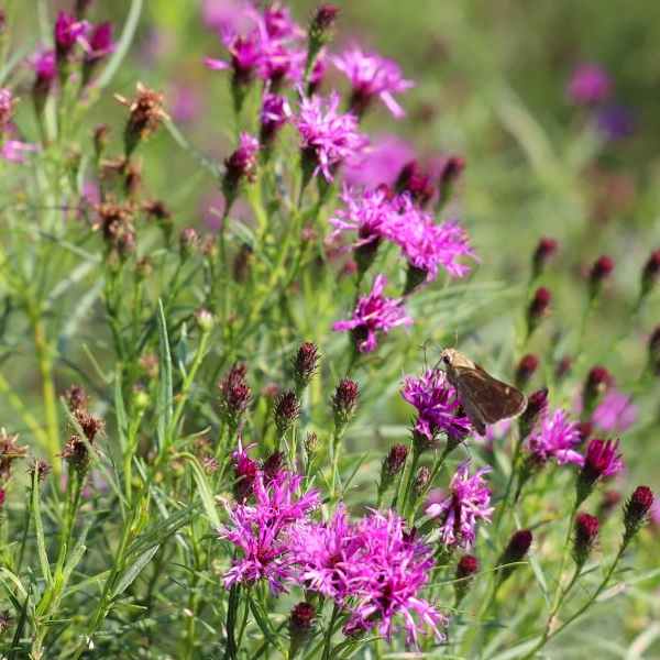 Vernonia 'Summers End'