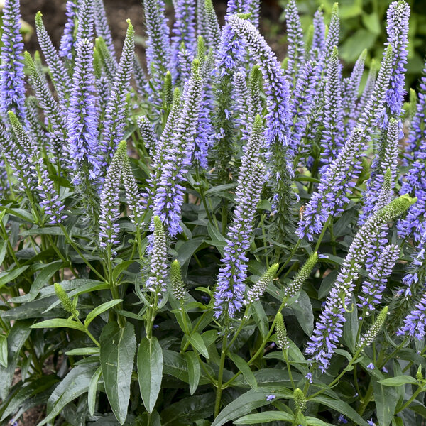 Veronica 'Blue Skywalker'