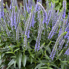 Load image into Gallery viewer, Veronica &#39;Blue Skywalker&#39;
