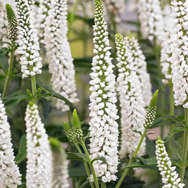 Veronica 'First Lady'