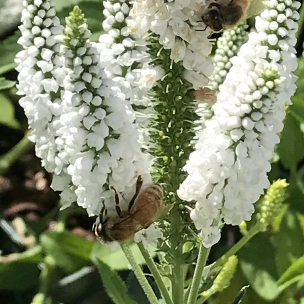 Veronica 'First Lady'