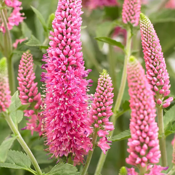 Veronica 'First Love Pink'