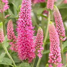 Load image into Gallery viewer, Veronica &#39;First Love Pink&#39;
