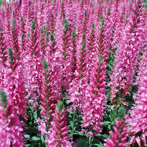 Veronica 'Giles Van Hees'