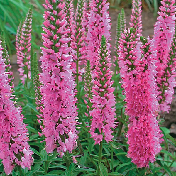 Veronica 'Giles Van Hees'