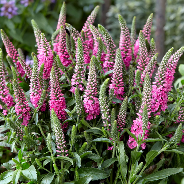 Veronica 'Pink Candles'