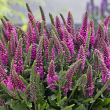 Load image into Gallery viewer, Veronica &#39;Purplegum Candles&#39;
