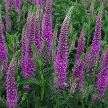 Load image into Gallery viewer, Veronica &#39;Purpleicious&#39;
