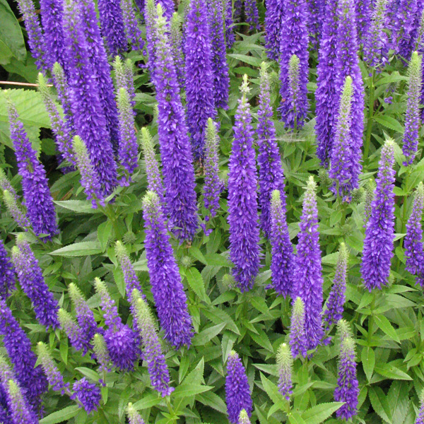 Veronica spicata 'Nana Blue Carpet'