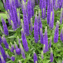 Load image into Gallery viewer, Veronica spicata &#39;Nana Blue Carpet&#39;
