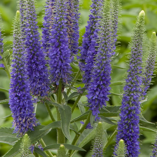 Veronica spicata 'Royal Candles'