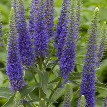Load image into Gallery viewer, Veronica spicata &#39;Royal Candles&#39;
