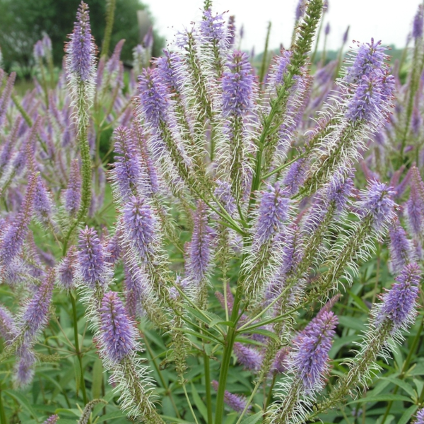 Veronicastrum virginicum 'Apollo'