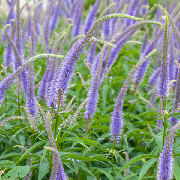 Veronicastrum virginicum 'Apollo'