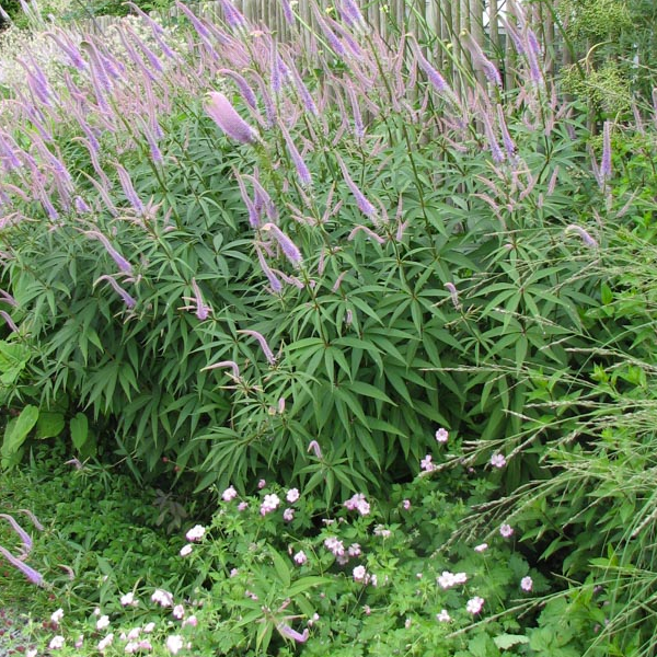 Veronicastrum virginicum 'Fascination'