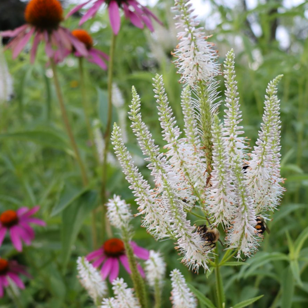 Veronicastrum virginicum 'Queen of Diamonds'