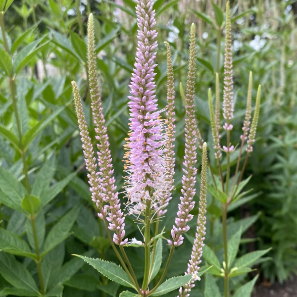 Veronicastrum virginicum 'Queen of Diamonds'
