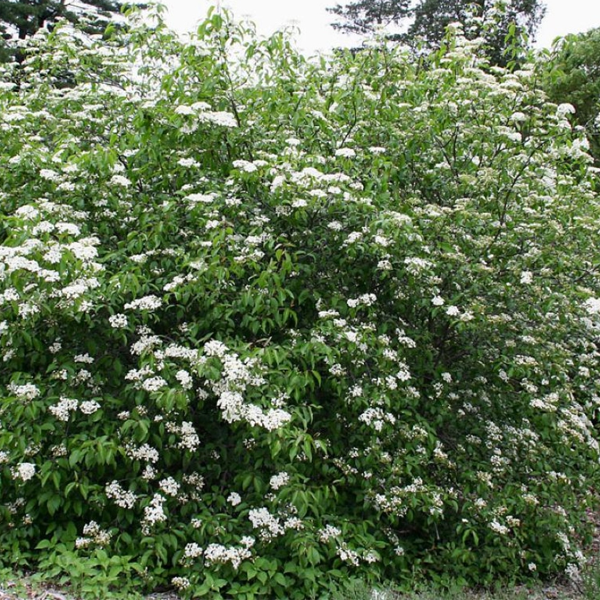 Viburnum Prunifolium