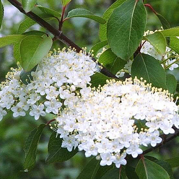 Viburnum Prunifolium