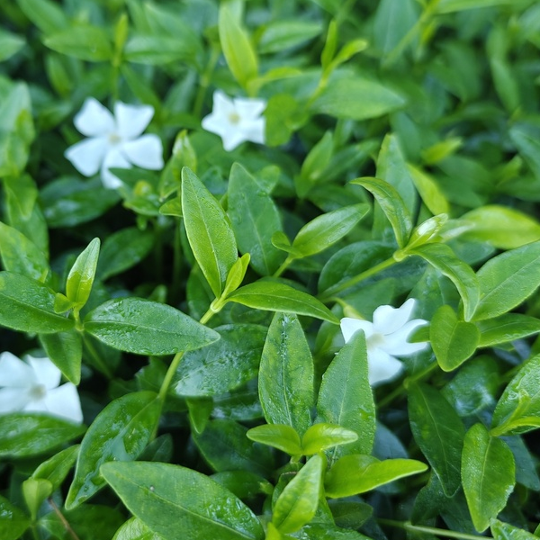Vinca minor 'Alba'