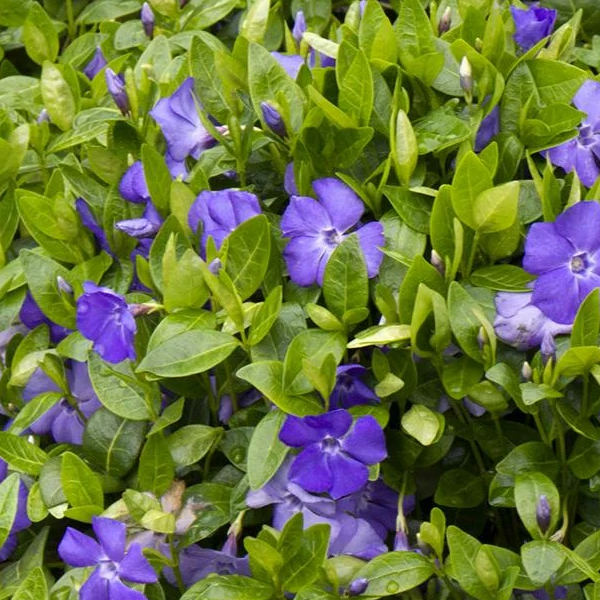Vinca minor 'Bowles'