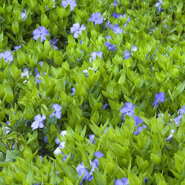 Vinca minor 'Bowles'