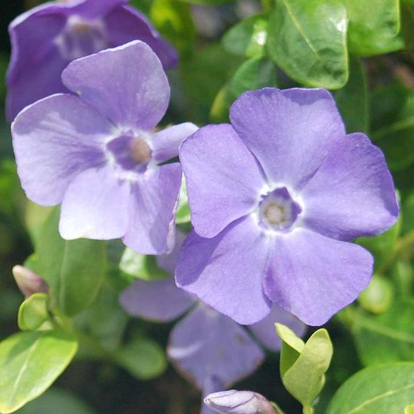 Vinca minor 'Darts Blue'
