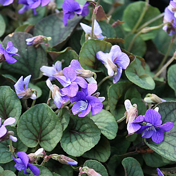 Viola 'Silver Gem'