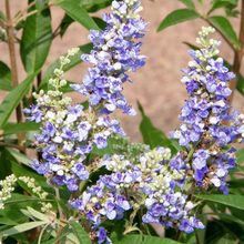 Load image into Gallery viewer, Vitex &#39;Chicagoland Blues&#39;
