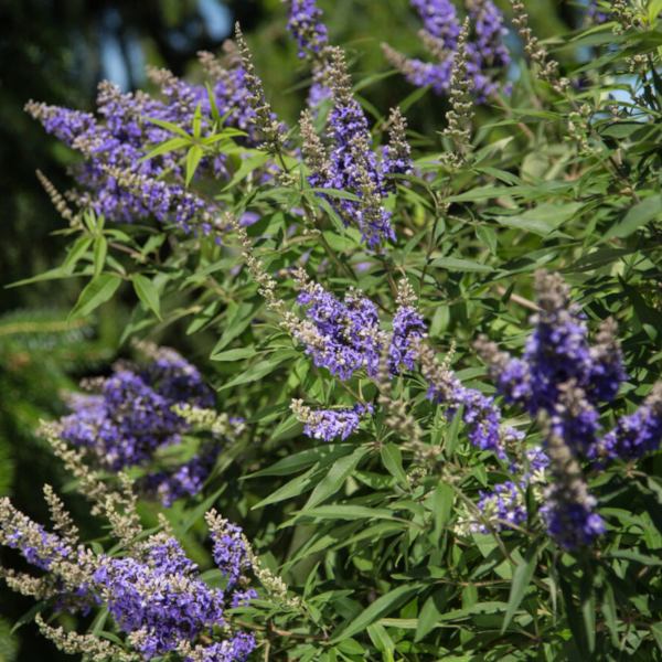 Vitex 'Delta Blues'
