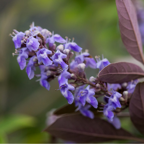 Vitex 'Flip Side'
