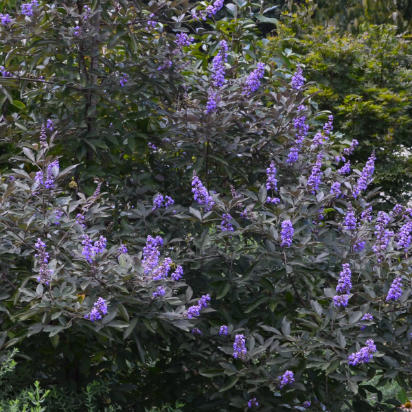 Vitex 'Flip Side'