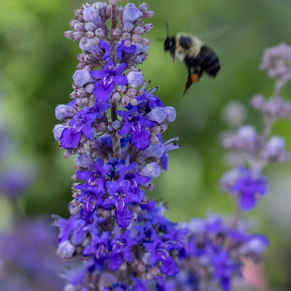 Vitex 'Queen Bee'