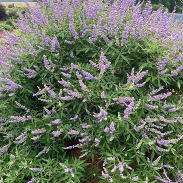 Vitex 'Queen Bee'