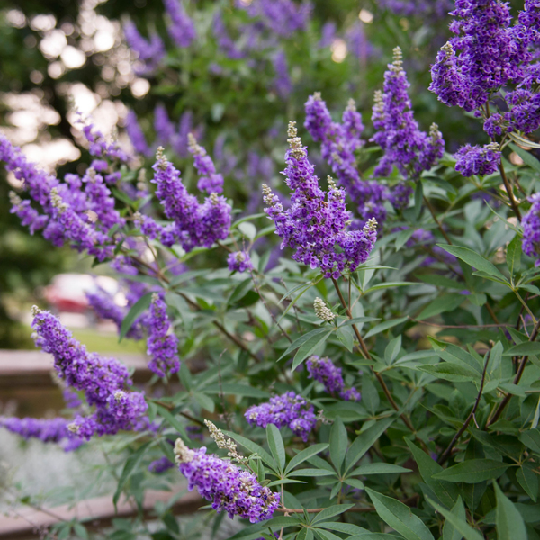 Vitex 'Shoal Creek'