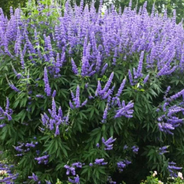 Vitex 'Shoal Creek'
