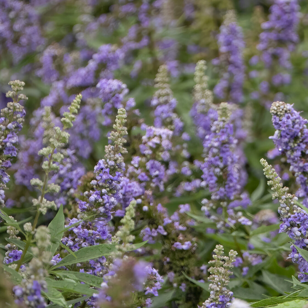 Vitex 'Violet Mist'
