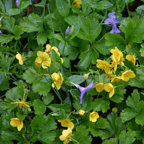 Waldsteinia fragarioides